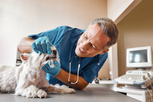 Best Weekend Emergency Dentist in Belvedere, CA